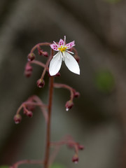 ジメジメしたところに咲く野草