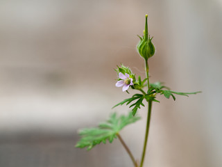庭の小さな野草、紫の小さな花