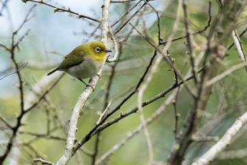 薄暗いところにいる小鳥