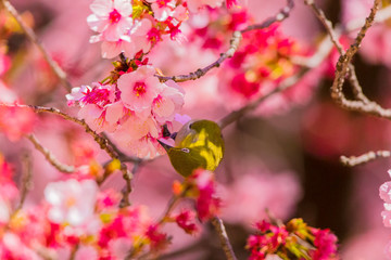 Japanese White-eye.The background is cherry blossoms(Japanese name is Kanzakura). Located in Tokyo Prefecture Japan.