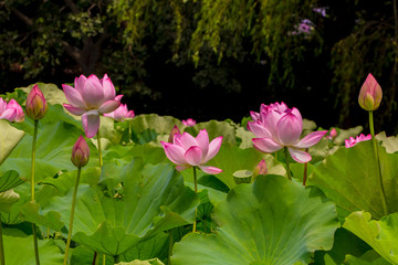 Fototapeta premium Lotus Flower.The back is the lotus leaf and lotus flower and tree.Shooting location is Yokohama, Kanagawa Prefecture Japan.