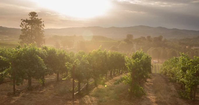 Morning Sunrise over Scenic California Vineyard.