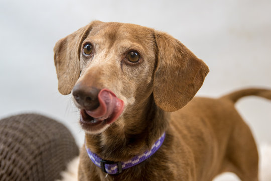 dachshund with tonque showing