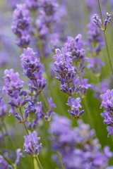 Several lavendar flowers.