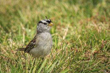 White crowned sparrow in the grass.