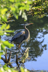 Heron in wetlands area on a log.
