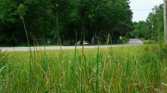 Country Road Grass