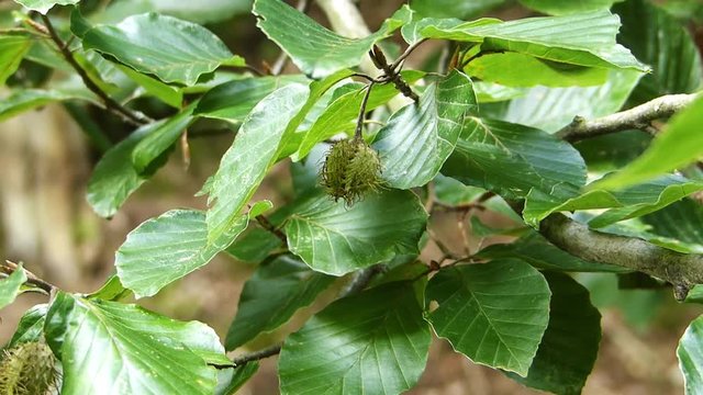 Beech leaves and mast