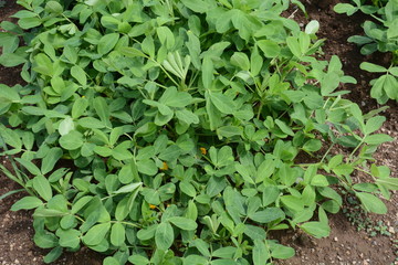 Peanut cultivation