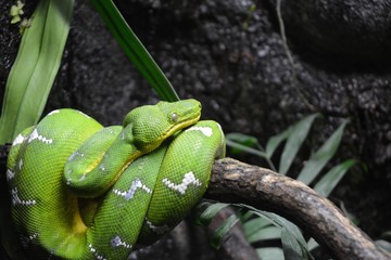 Green Tree Snake
