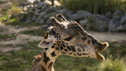 Giraffe Kissy Face