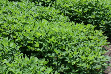 Peanut cultivation