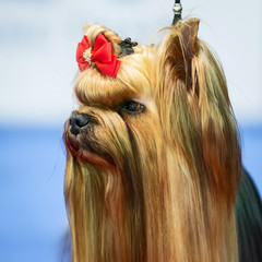 Yorkshire terrier dog portrait.