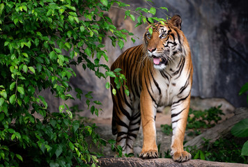 Portrait of tiger.