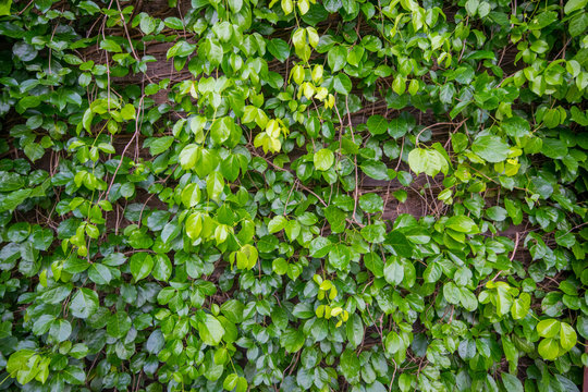 Glass window covering with creeping vine, vine cover a house winddow