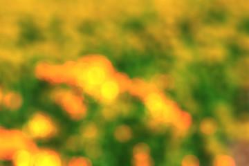 Yellow flowers with blurred images.