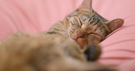 Fototapeta na wymiar Cat sleep on couch at home