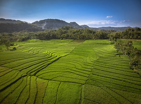 Green rice field aerial shot; Yogyakarta, Indonesia - 15 July 2018