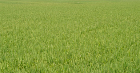 Naklejka na ściany i meble Paddy rice field
