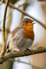 European robin (Erithacus rubecula)