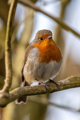 European robin (Erithacus rubecula)