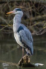 Grey Heron (Ardea cinerea)
