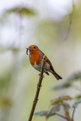 European robin (Erithacus rubecula) catching an worm in its bills