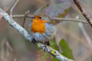 European robin (Erithacus rubecula)