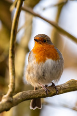 European robin (Erithacus rubecula)