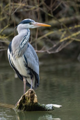 Grey Heron (Ardea cinerea)