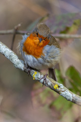 European robin (Erithacus rubecula)