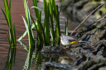 Grey Wagtail (Motacilla cinerea)