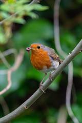 European robin (Erithacus rubecula) catching an worm in its bills