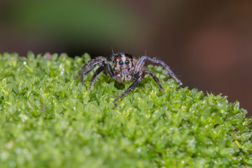 A jumping spider in nature background.macro spider,eyes focus.
