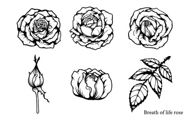 Rose vector set by hand drawing.Beautiful flower on white background.Rose art highly detailed in line art style.Breath of life rose for wallpaper