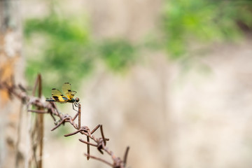 an beautiful dragonfly
