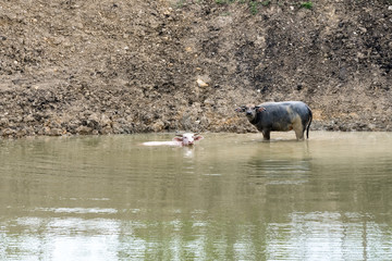 buffalos in the water