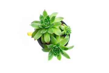 Succulentus in the tea cup