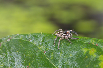 A spider in nature background.macro spider.