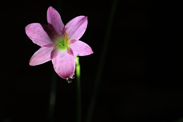 Transparency pink flower on black background