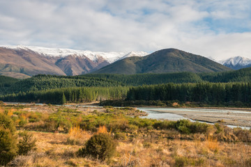 Fototapeta premium pine tree forest at Wairau river in winter, South Island, New Zealand