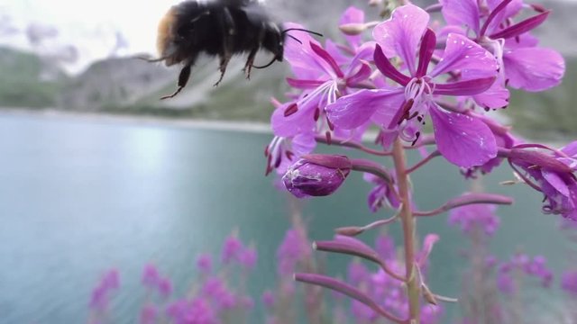 Closeup of a humblebee on a flower in superslowmotion. Captured in the alps at a beautiful lake.