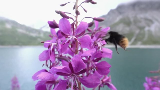 Closeup of a humblebee on a flower in superslowmotion. Captured in the alps at a beautiful lake.