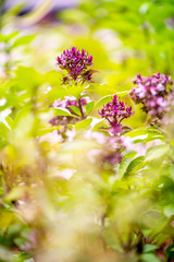 asian vegetable basil leaf.closeup basil leaf for cook.fresh basil leaves from Thailand.basil garden