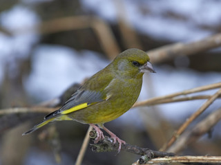 European greenfinch (Chloris chloris)