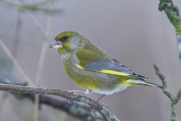 European greenfinch (Chloris chloris)
