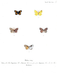 Illustration of butterflies