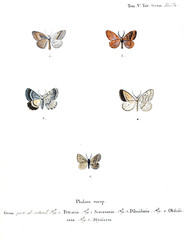 Illustration of butterflies