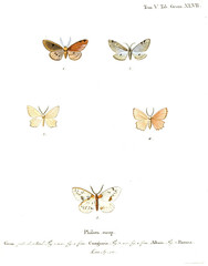 Illustration of butterflies