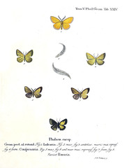 Naklejka premium Illustration of butterflies